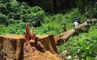 缅甸花梨（大果紫檀）逐渐成为红木家具的“主力军”。